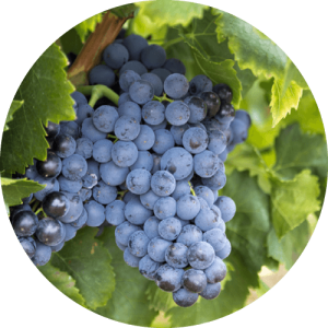 Бастардо Магарачский - виноградник «Золотая Балка»