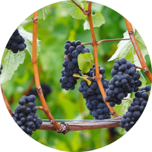 Пино Нуар - виноградник «Золотая Балка»