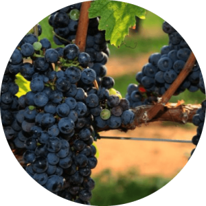 Каберне Фран - виноградник «Золотая Балка»