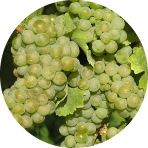 Рислинг Рейнский - виноградник «Золотая Балка»