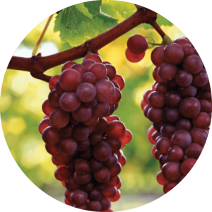 Пино Гри - виноградник «Золотая Балка»