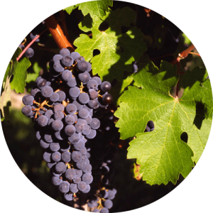 Каберне Совиньон - виноградник «Золотая Балка»