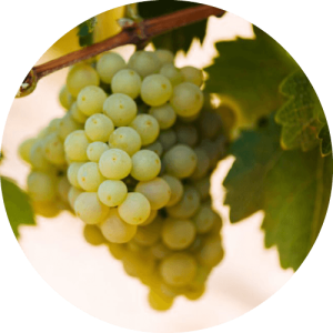 Пино Блан - виноградник «Золотая Балка»