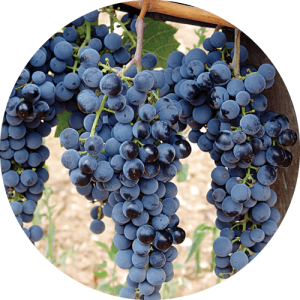 Мерло - виноградник «Золотая Балка»