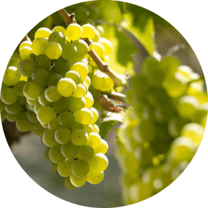Совиньон Блан - виноградник «Золотая Балка»