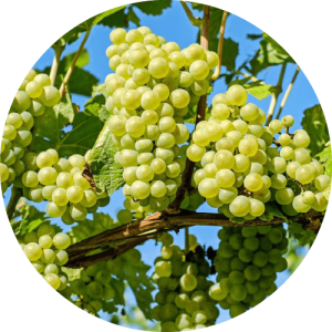 Шардоне - виноградник «Золотая Балка»