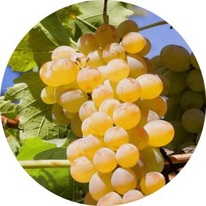 Ркацители - виноградник «Золотая Балка»