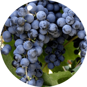 Мускат Гамбургский - виноградник «Золотая Балка»