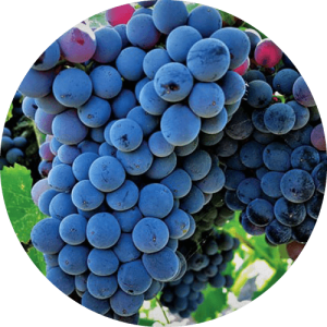 Сира - виноградник «Золотая Балка»