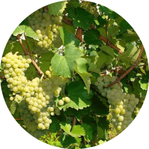 Алиготе - виноградник «Золотая Балка»