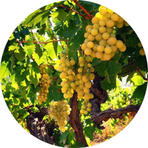 Мускат Оттонель - виноградник «Золотая Балка»