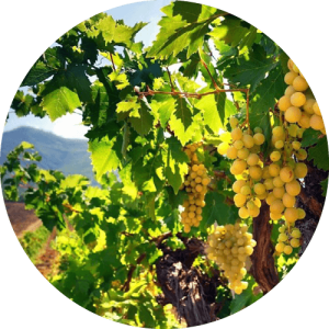 Мускат Янтарный - виноградник «Золотая Балка»