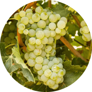 Мускат Белый - виноградник «Золотая Балка»