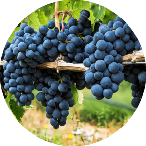 Саперави - виноградник «Золотая Балка»