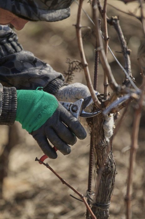 «Золотая Балка» выбрала лучшего обрезчика виноградной лозы - новости «Золотая Балка»