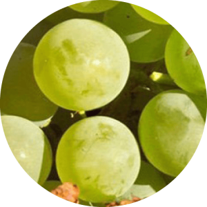 Кокур Белый - виноградник «Золотая Балка»